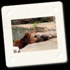 puzzled_Grizzly.jpg
